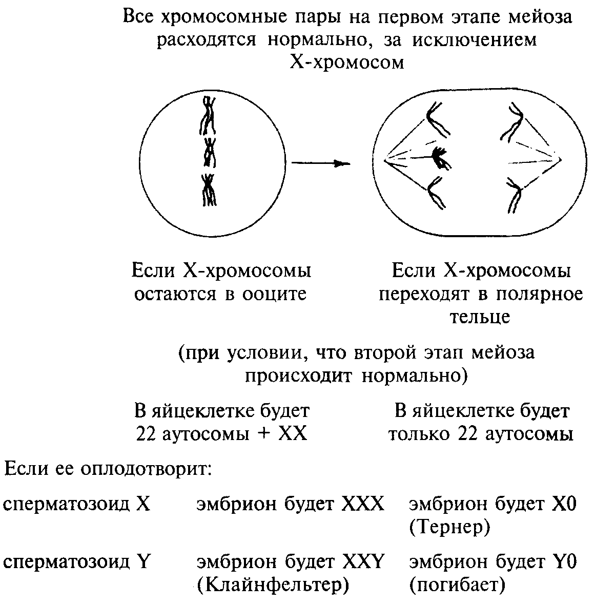 сперма сколько хромосом фото 71