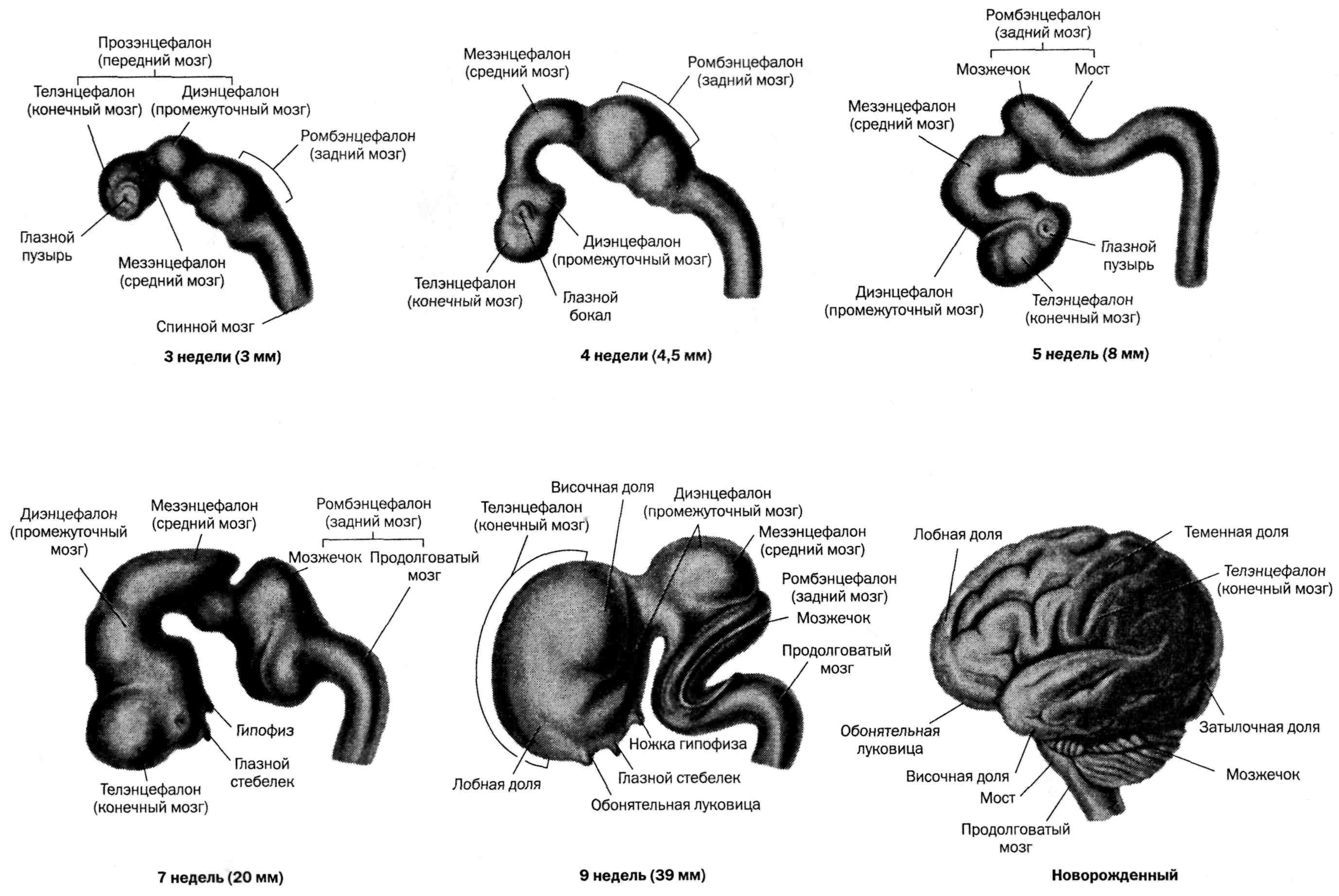 Схему развития головного мозга человека фронтальный и сагиттальный разрезы