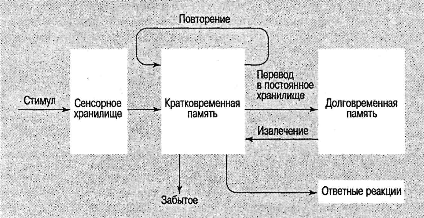 Схема памяти по р аткинсону и р шифрину