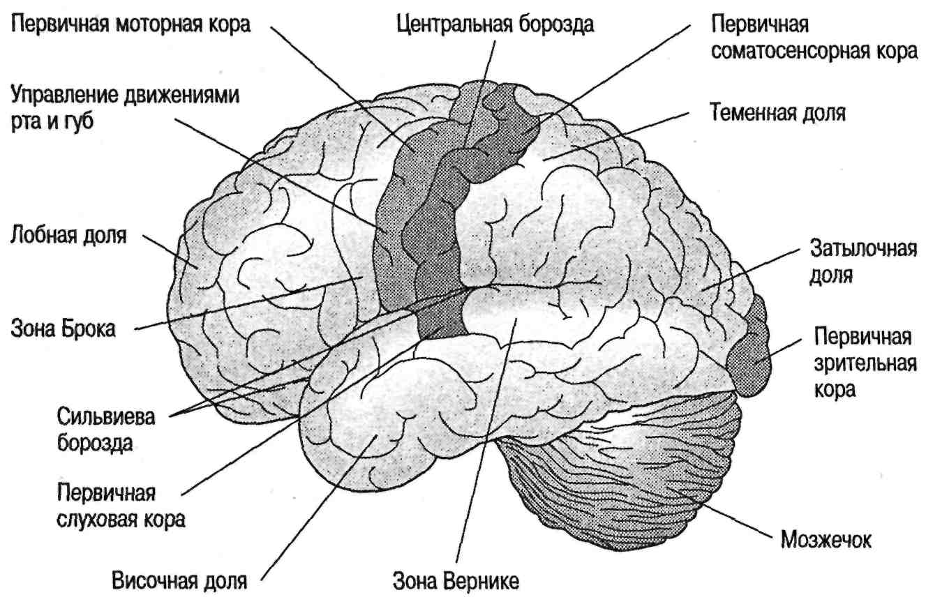 Кора головного мозга схема