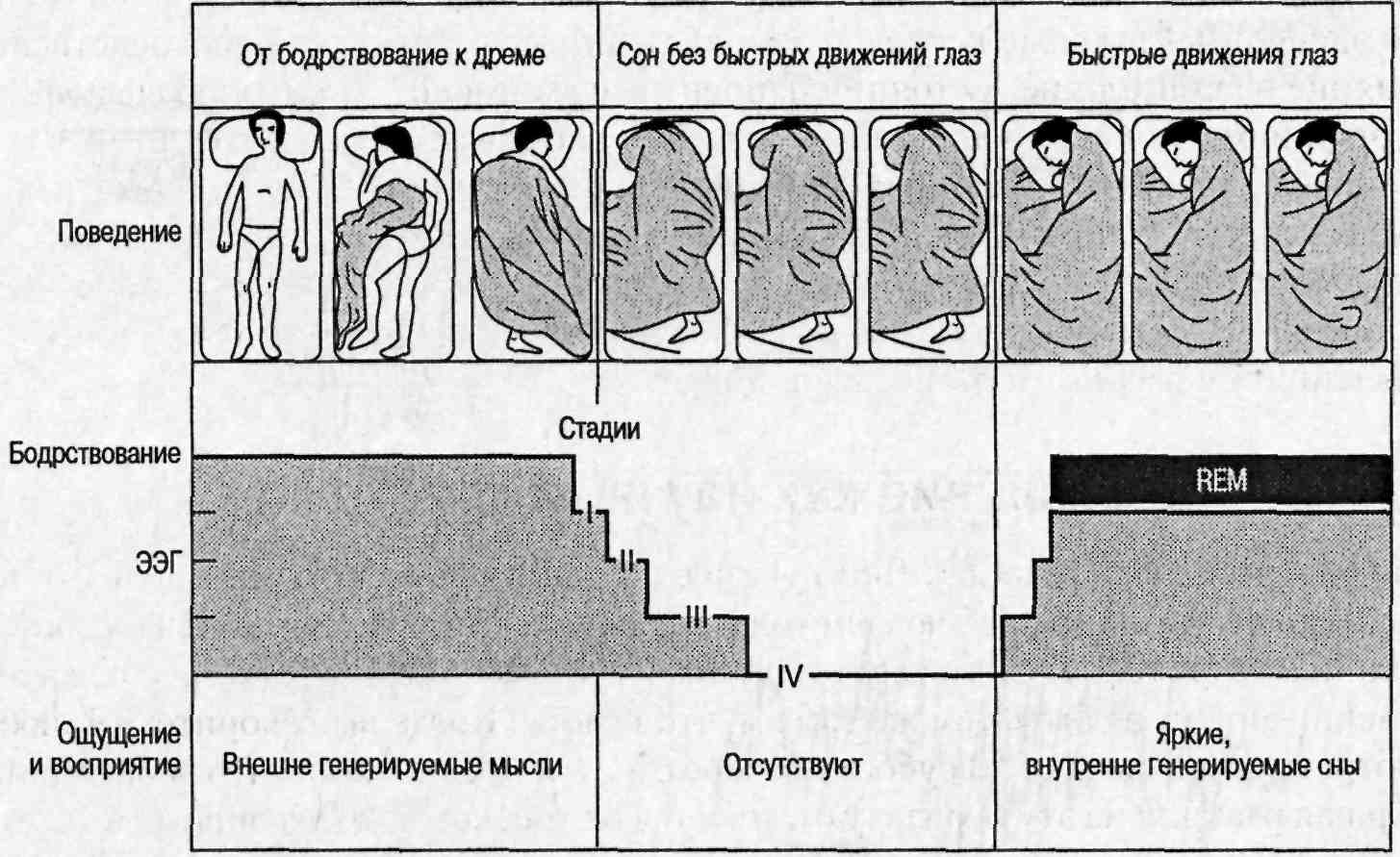 Бодрствование и сон картинки